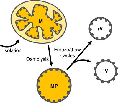 Preparation of physiologically active inside-out vesicles from plant inner mitochondrial membranes